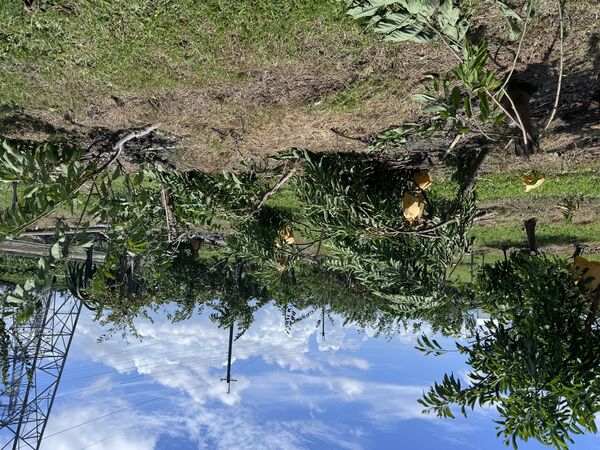 ▲▼民進黨立委陳瑩、莊瑞雄關心楊柳颱風鳳梨釋迦復耕，農業部今公告「專案補助防風支柱」補助。（圖／立委莊瑞雄國會辦公室提供）