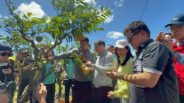 ▲▼民進黨立委陳瑩、莊瑞雄關心楊柳颱風鳳梨釋迦復耕，農業部今公告「專案補助防風支柱」補助。（圖／立委莊瑞雄國會辦公室提供）