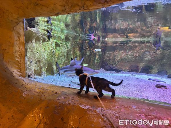 ▲。（圖／Threads@albee.nc_222提供，請勿隨意翻拍，以免侵權。）