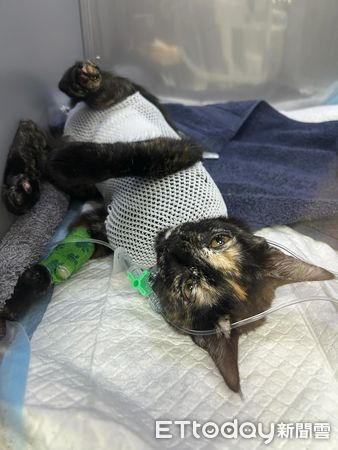 ▲。（圖／Threads@albee.nc_222提供，請勿隨意翻拍，以免侵權。）