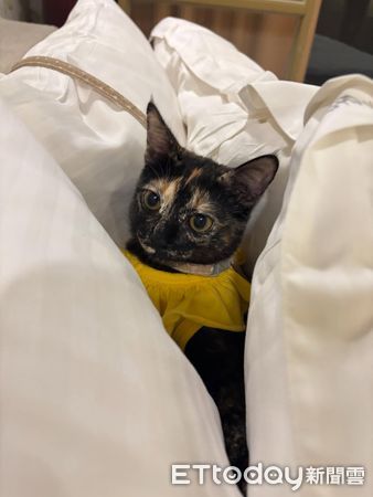 ▲（圖／Threads@albee.nc_222提供，請勿隨意翻拍，以免侵權。）