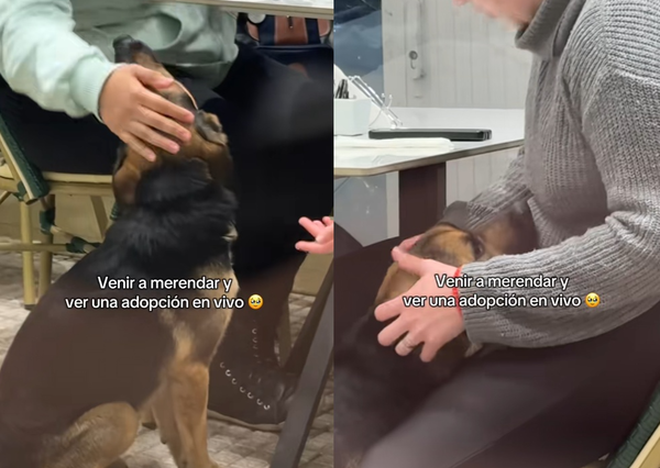 友善流浪狗到咖啡廳討食　2女被「求愛小眼神收服」當場收編。（圖／翻攝自TikTok／camilaruocco）