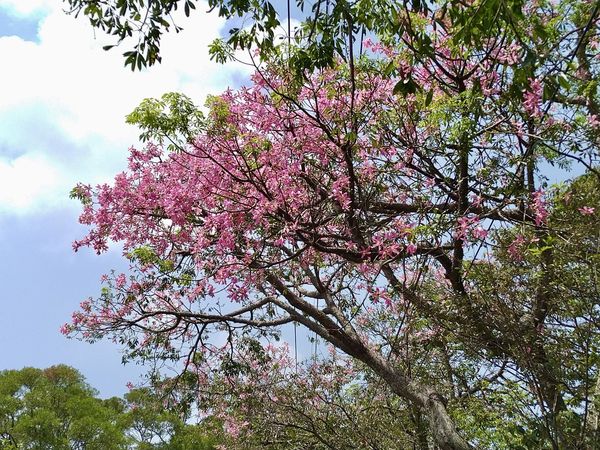 ▲新北淡水奎柔山路的美人樹2日花況約2-3成。（圖／翻攝自賞花快報）