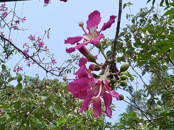 ▲新北淡水奎柔山路的美人樹2日花況約2-3成。（圖／翻攝自賞花快報）