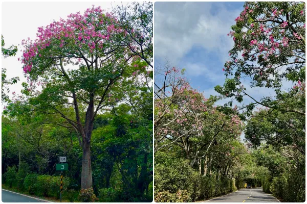 ▲新北淡水奎柔山路的美人樹2日花況約2-3成。（圖／翻攝自賞花快報）