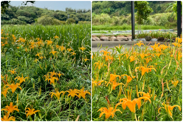 ▲▼三芝八連溪農夫市集旁也藏有些許金針花，花期落在8至10月。（圖／翻攝自賞花快報）