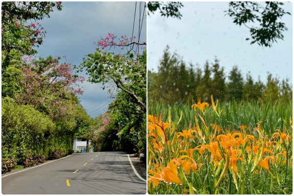 ▲▼三芝八連溪農夫市集旁也藏有些許金針花，花期落在8至10月。（圖／翻攝自賞花快報）