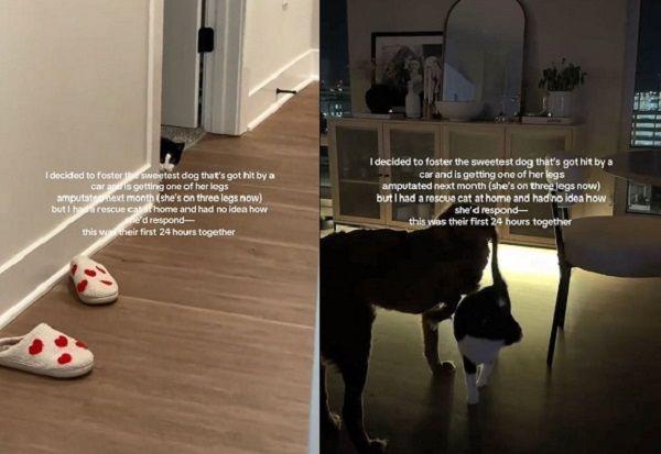 ▲。（圖／翻攝自TikTok／@faithposh）