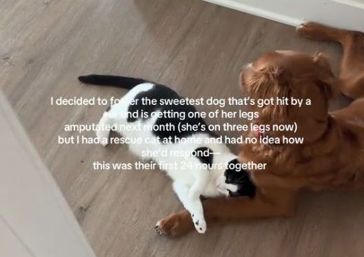 ▲。（圖／翻攝自TikTok／@faithposh）