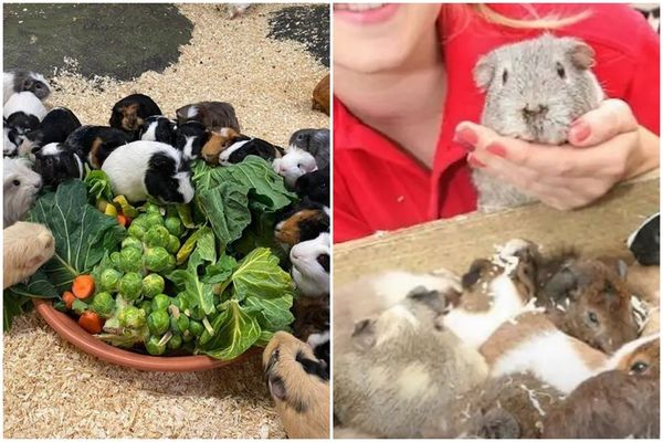 2014年寫下傳奇的天竺鼠蘭迪，當年2歲瞞天過海、神不知鬼闖入母鼠生活區進行繁衍。（翻攝Hatton Adventure World ）