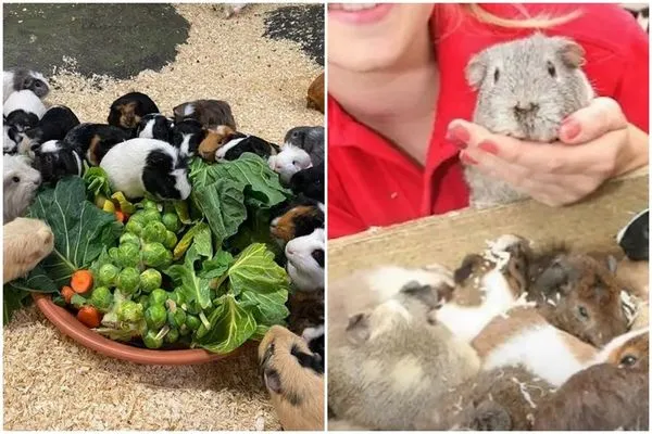 2014年寫下傳奇的天竺鼠蘭迪，當年2歲瞞天過海、神不知鬼闖入母鼠生活區進行繁衍。（翻攝Hatton Adventure World ）