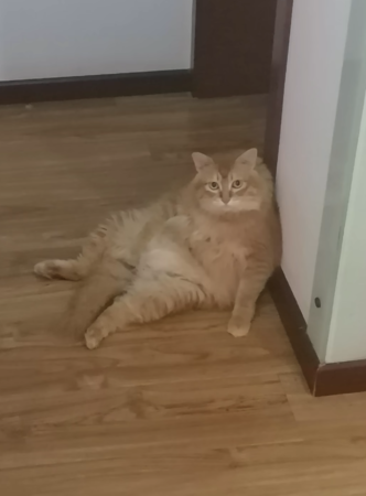 腎結石被貓咪撞掉。（圖／翻攝自小紅書@畫畫的花花）