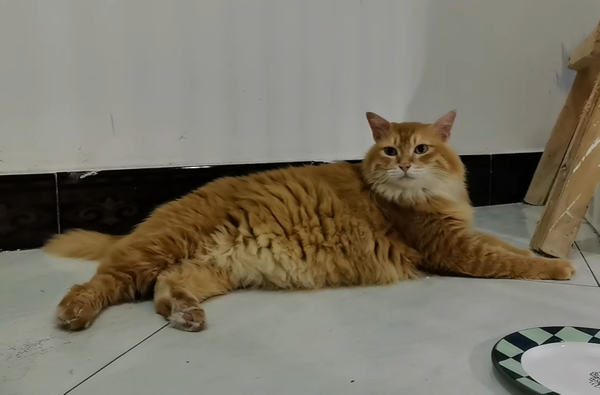 腎結石被貓咪撞掉。（圖／翻攝自小紅書@畫畫的花花）