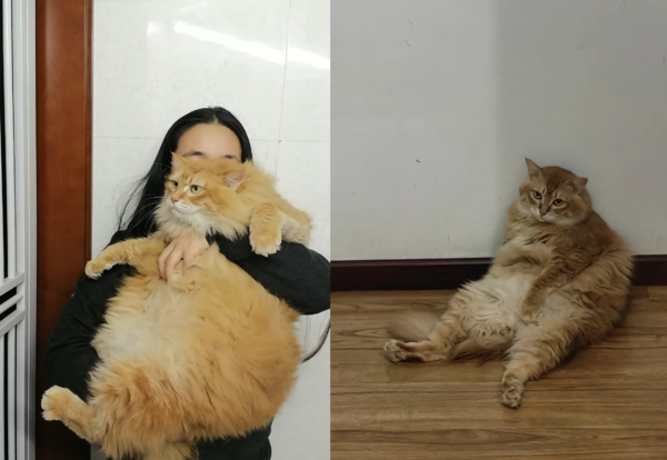 腎結石被貓咪撞掉。（圖／翻攝自小紅書@畫畫的花花）