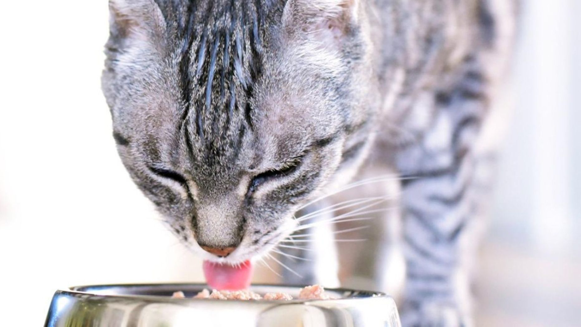 ▲▼ 寵物營養,熟齡寵物,法國皇家,高齡寵物,獸醫。（圖／法國皇家提供）