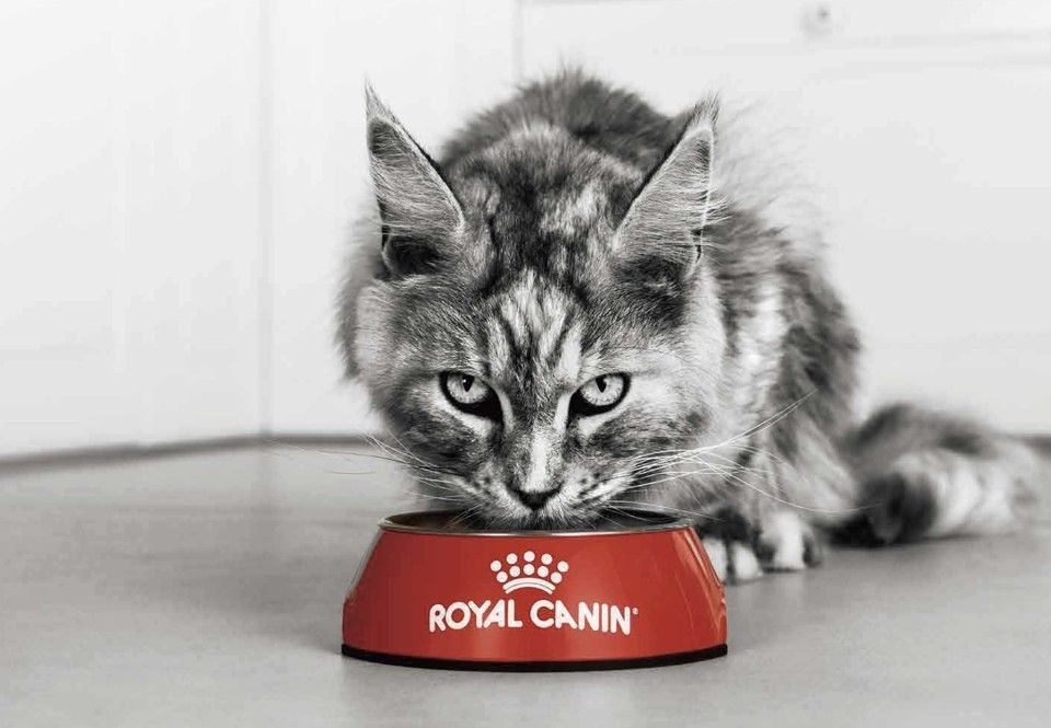 ▲▼ 熟齡貓,老貓,毛小孩,貓,精準營養,照護指南,法國皇家。（圖／法國皇家提供）