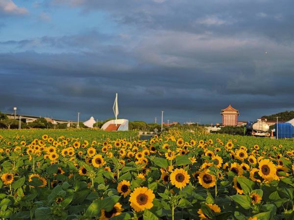 ▲大佳河濱公園內的向日葵8日已逐漸開花。（圖／網友Chao TI KO提供，請勿隨意翻拍，以免侵權）