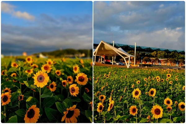 ▲大佳河濱公園內的向日葵8日已逐漸開花。（圖／網友Chao TI KO提供，請勿隨意翻拍，以免侵權）