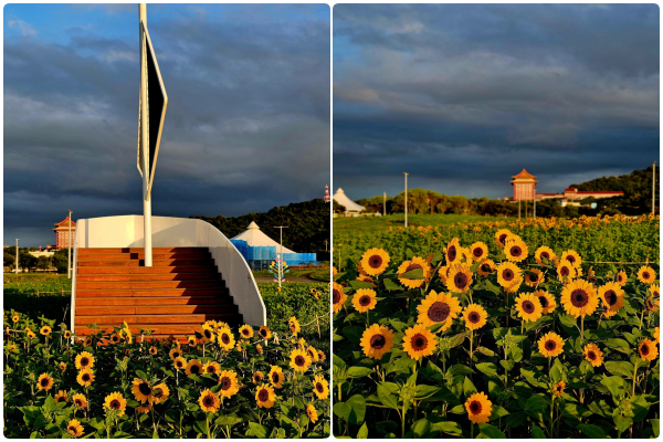 ▲大佳河濱公園內的向日葵8日已逐漸開花。（圖／網友Chao TI KO提供，請勿隨意翻拍，以免侵權）