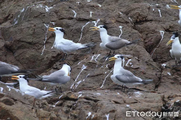 ▲▼馬祖西莒的蛇島每年4至9月可觀賞有「神話之鳥」之稱的黑嘴鳳頭燕鷗。（圖／馬管處提供）