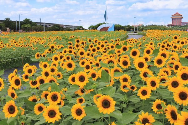 ▲大佳河濱公園內的向日葵已花開3成。（圖／翻攝自Facebook／戀戀水綠 臺北水利）
