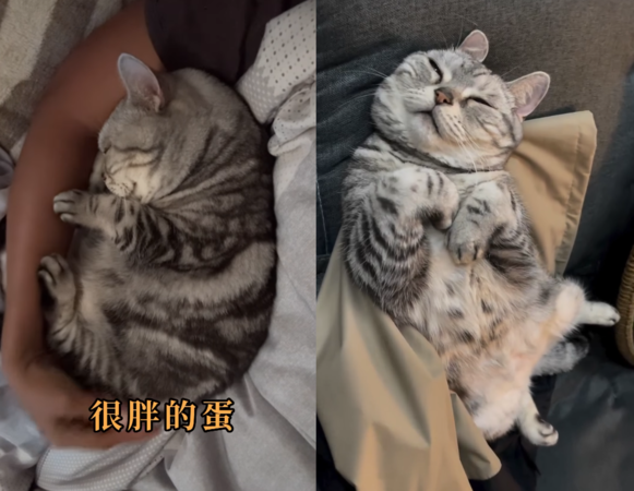 狗狗貓瓜瓜。（圖／翻攝自IG@ph_gua）