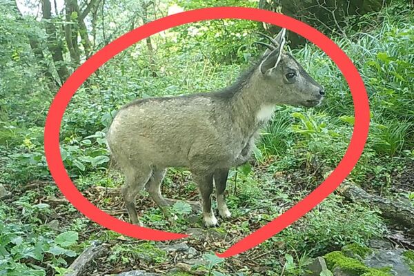 近日韓國慶尚北道主屹山中的攝影機，拍下了野生瀕危物種的身影。（翻攝自韓國先驅報）