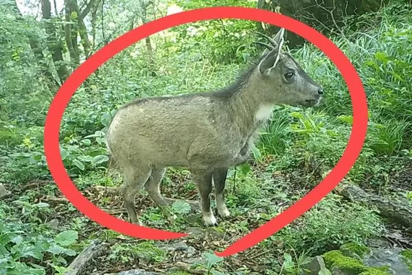 近日韓國慶尚北道主屹山中的攝影機，拍下了野生瀕危物種的身影。（翻攝自韓國先驅報）