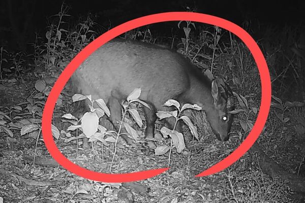 近日韓國慶尚北道主屹山中的攝影機，拍下了野生瀕危物種的身影。（翻攝自韓國先驅報）