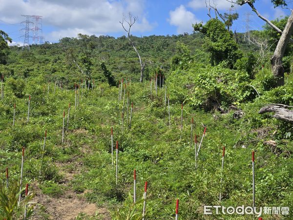 ▲環3造林地點為恆春鎮鼻子頭段。（圖／林業及自然保育署屏東分署提供）