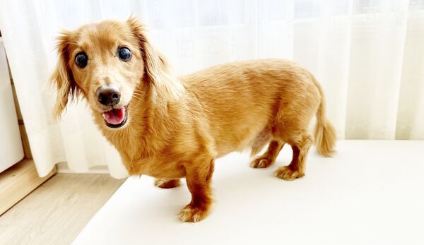 ▲桃園捷運公司訂於9/27日推出一日限定的「寵物友善專車」，歡迎飼主帶著毛小孩搭乘。（圖／桃捷公司提供）