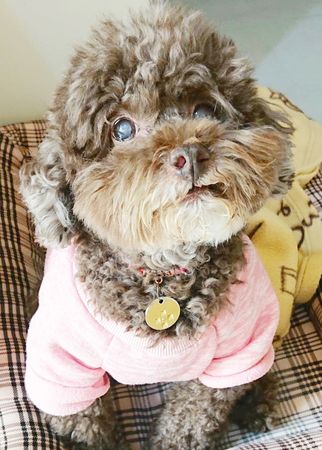 ▲桃園捷運公司於9/27日推出一日限定的「寵物友善專車」，歡迎有興趣飼主踴躍報名。（圖／桃捷公司提供）