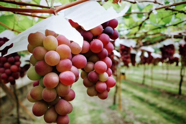 ▲頂新和德基金捐助人代表魏應充化身業師前往葡萄莊園及百年醬油廠座談。（圖／頂新和德文化基金會提供）