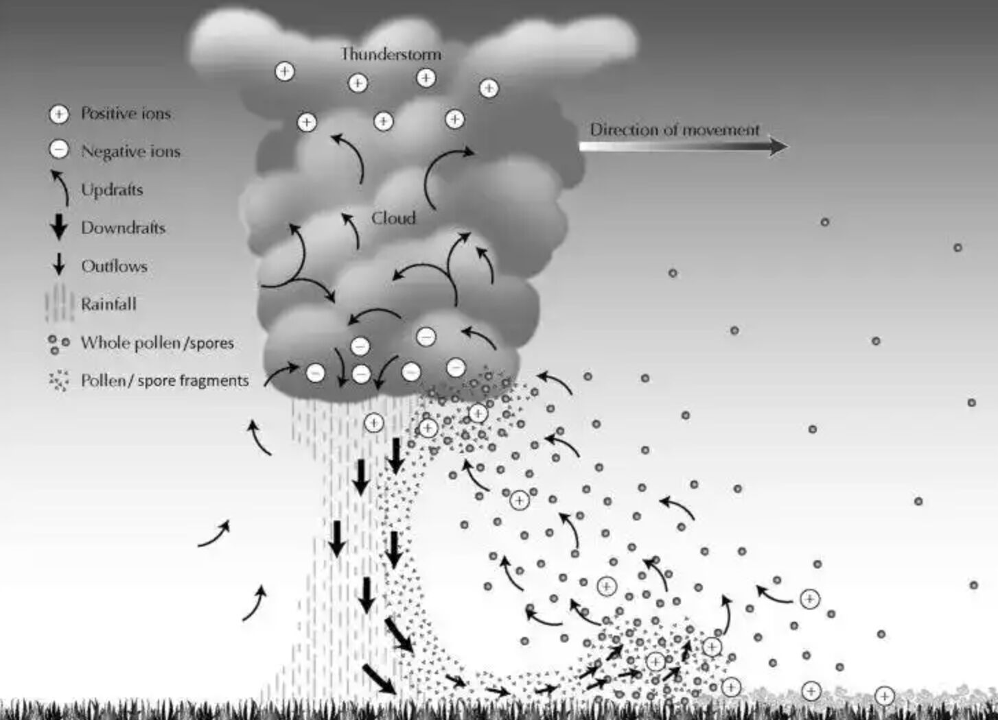 ▲雷暴哮喘形成示意圖。（圖／翻攝光明網）
