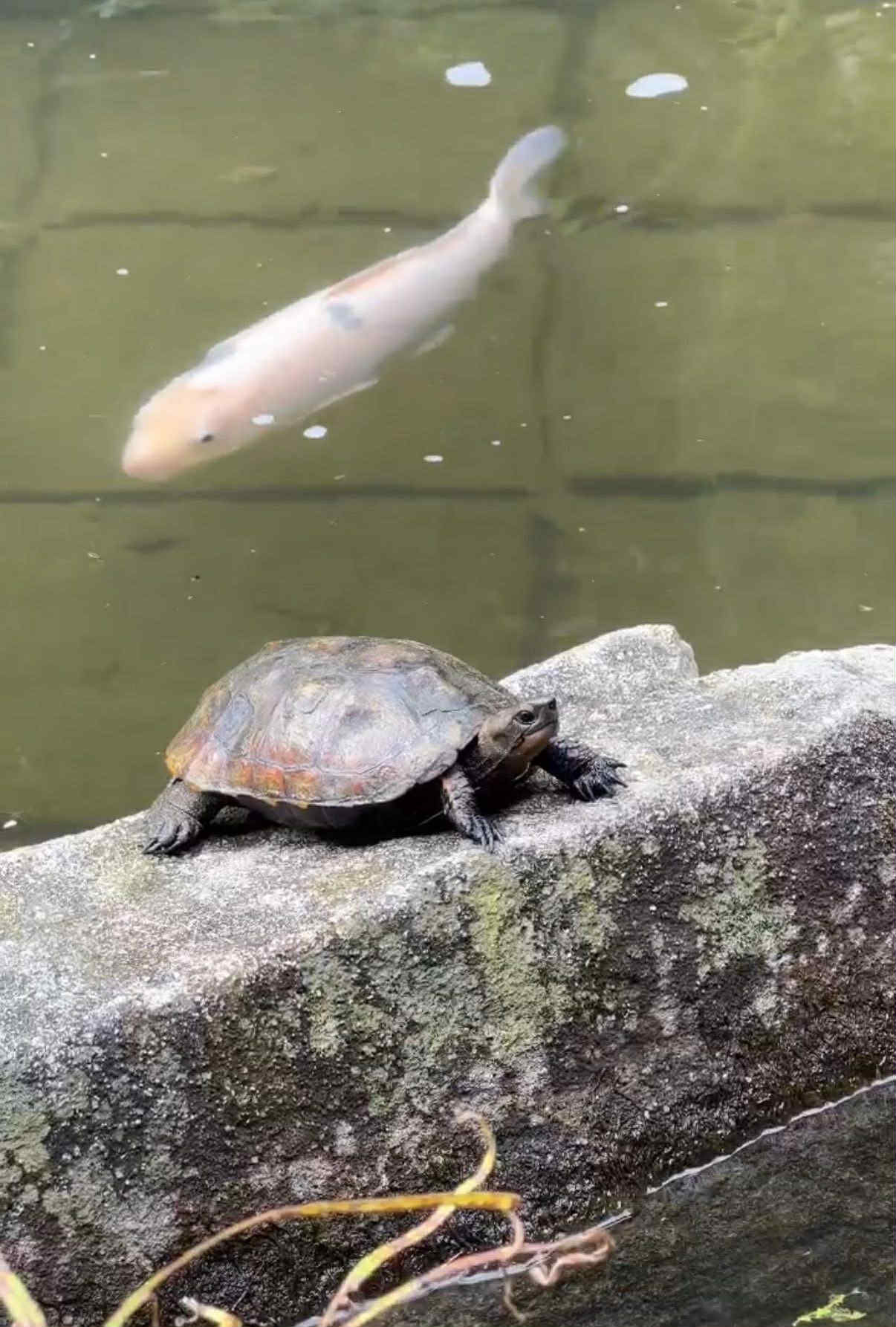 ▲廣島市植物公園內的日本石龜。（圖／網友洪小姐提供，請勿隨意翻拍，以免侵權。）