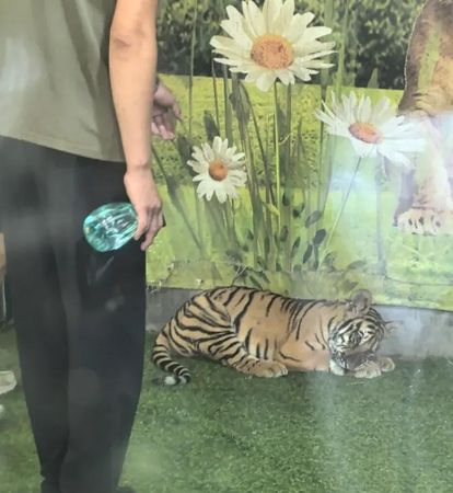 ▲▼山東一家動物園的小老虎被打頭、噴水。（圖／翻攝極目新聞）