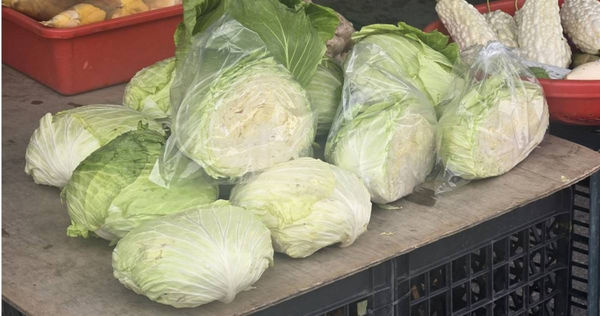 高麗菜。（圖／報系資料照）