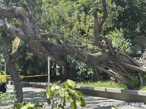 ▲南屯迪卡儂樹倒。（圖／記者許權毅攝）