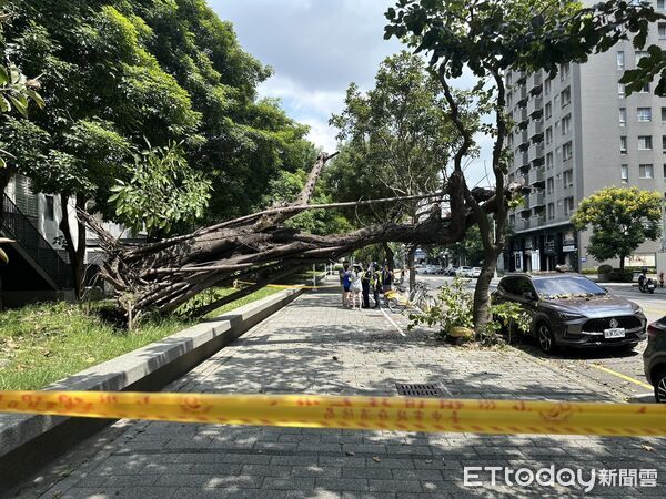 ▲南屯迪卡儂樹倒。（圖／記者許權毅攝）