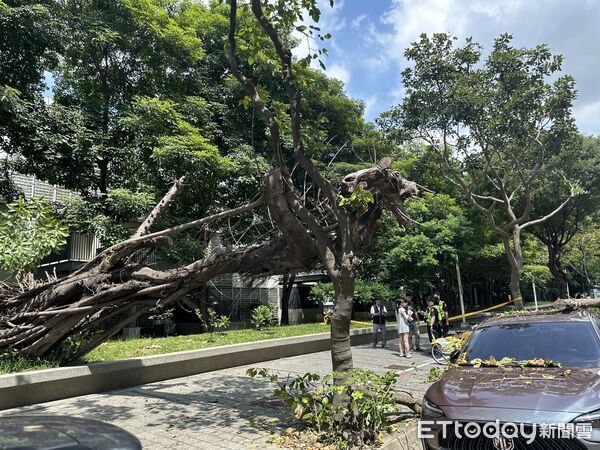 ▲南屯迪卡儂樹倒。（圖／記者許權毅攝）