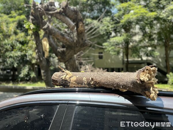 ▲南屯迪卡儂樹倒。（圖／記者許權毅攝）