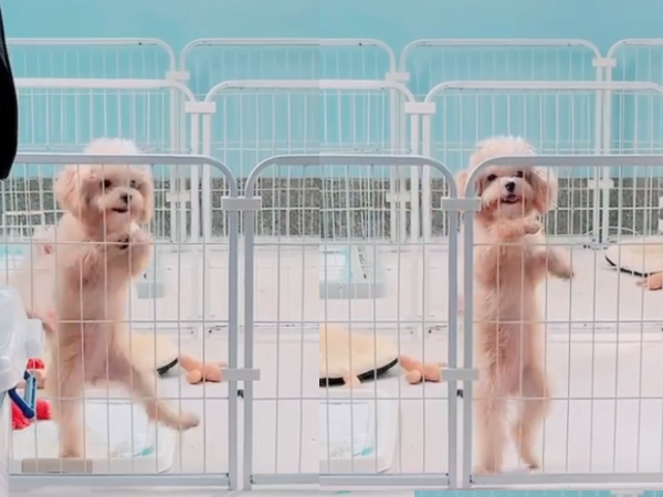 ▲瑪爾泰迪電量超滿！雙腳像有裝彈簧　在家跳「草裙舞」動作超標準。（圖／我家都是澱粉類 @vovzzza提供，請勿隨意翻拍，以免侵權。）