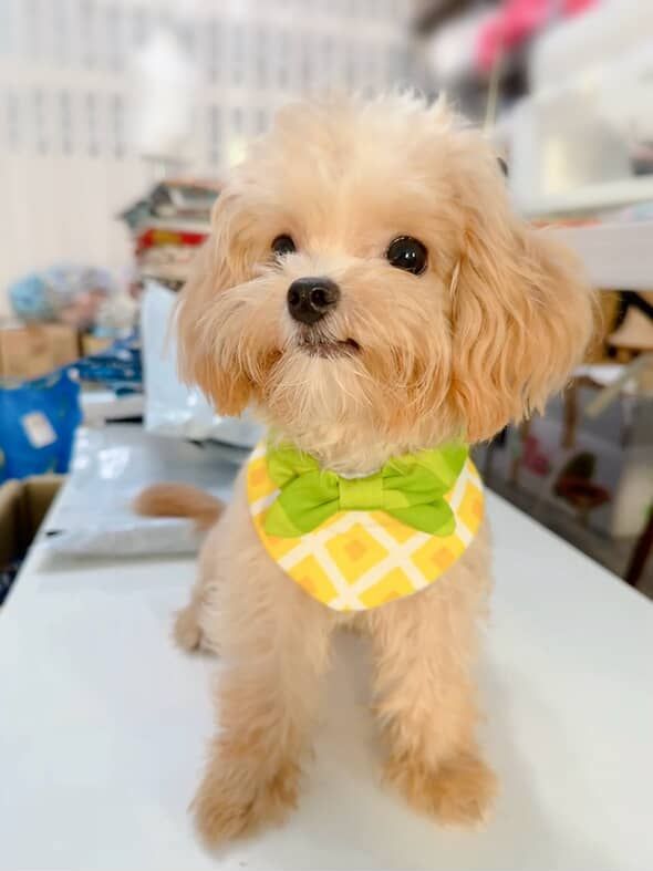 ▲瑪爾泰迪電量超滿！雙腳像有裝彈簧　在家跳「草裙舞」動作超標準。（圖／我家都是澱粉類 @vovzzza提供，請勿隨意翻拍，以免侵權。）