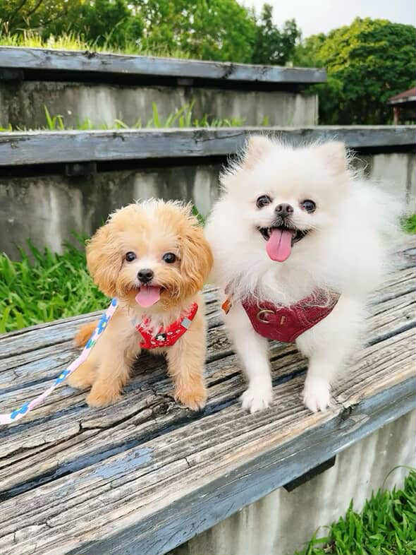 ▲瑪爾泰迪電量超滿！雙腳像有裝彈簧　在家跳「草裙舞」動作超標準。（圖／我家都是澱粉類 @vovzzza提供，請勿隨意翻拍，以免侵權。）