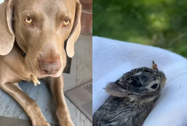 威瑪獵犬「嘴巴冒出小腳」主人嚇壞　真相曝光感動：在救兔兔。（圖／翻攝自TikTok／joliva8705）