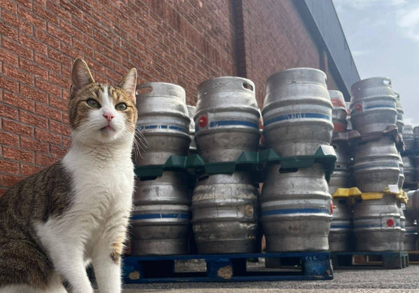 小貓連續翹家2次　「出現在53公里外酒廠」意外成最萌常客爆紅。（圖／翻攝自Facebook／Castle Rock Brewery）