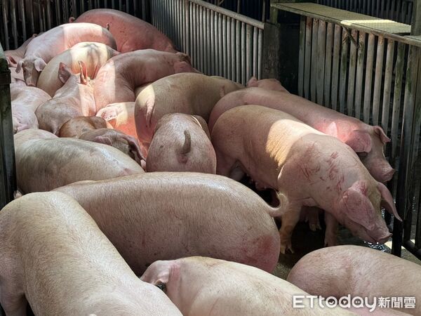 ▲雲林肉品市場豬價，今日中午前均價106.5元，比中元節前小跌3.4元。（圖／記者游瓊華翻攝）