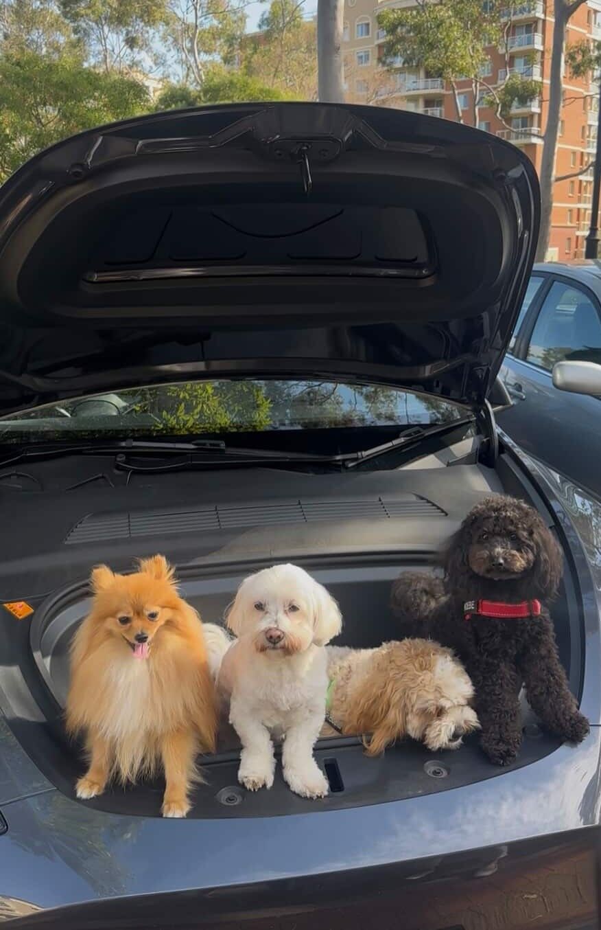 ▲萌娃吃飯速度突變快！必有詐　一拍即合：狗狗趴上桌寶寶秒投餵（圖／@becauseyusayso提供，請勿隨意翻拍，以免侵權。）