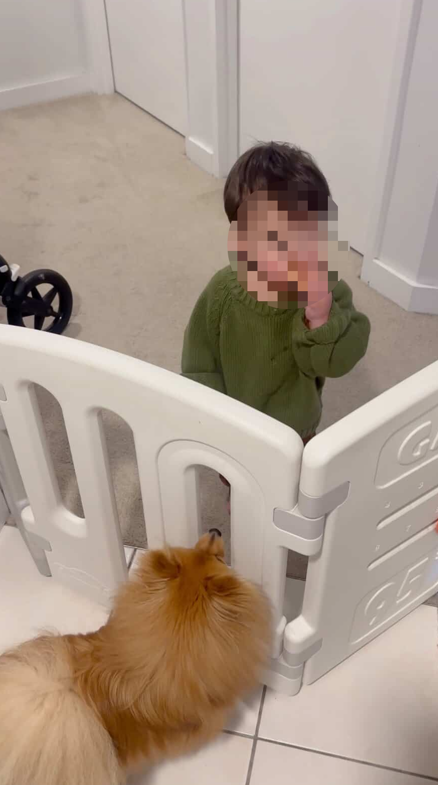 ▲萌娃吃飯速度突變快！必有詐　一拍即合：狗狗趴上桌寶寶秒投餵 （圖／@becauseyusayso提供，請勿隨意翻拍，以免侵權。）