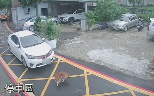 ▲有網友在臉書PO文指稱，桃園市八德區和平路一處巷弄昨天下午有輛白色轎車惡意輾壓一隻黃色狗狗，過程都被住戶監視器拍下。（圖／翻攝自臉書《記憶八德》）